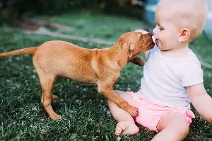 Should new parents get a puppy too? Experts weigh the pros and cons