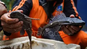 Suckermouth Catfish Surge Signals Ecological Alarm in Jakarta's Rivers