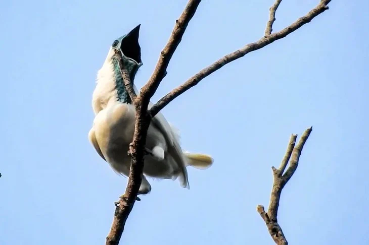 The two noisiest birds in the world - Photo 1.
