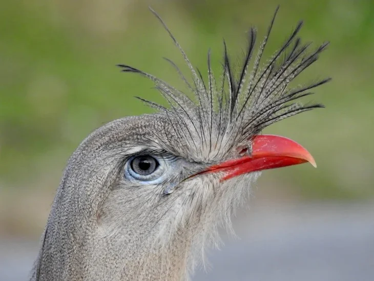 The two noisiest birds in the world - Photo 2.