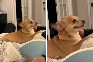 Foster Dog’s Smile After Being Saved Melts Hearts: ‘Just Happy To Be Here’