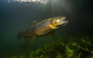 ‘Franken-trout’ infesting Scottish lochs