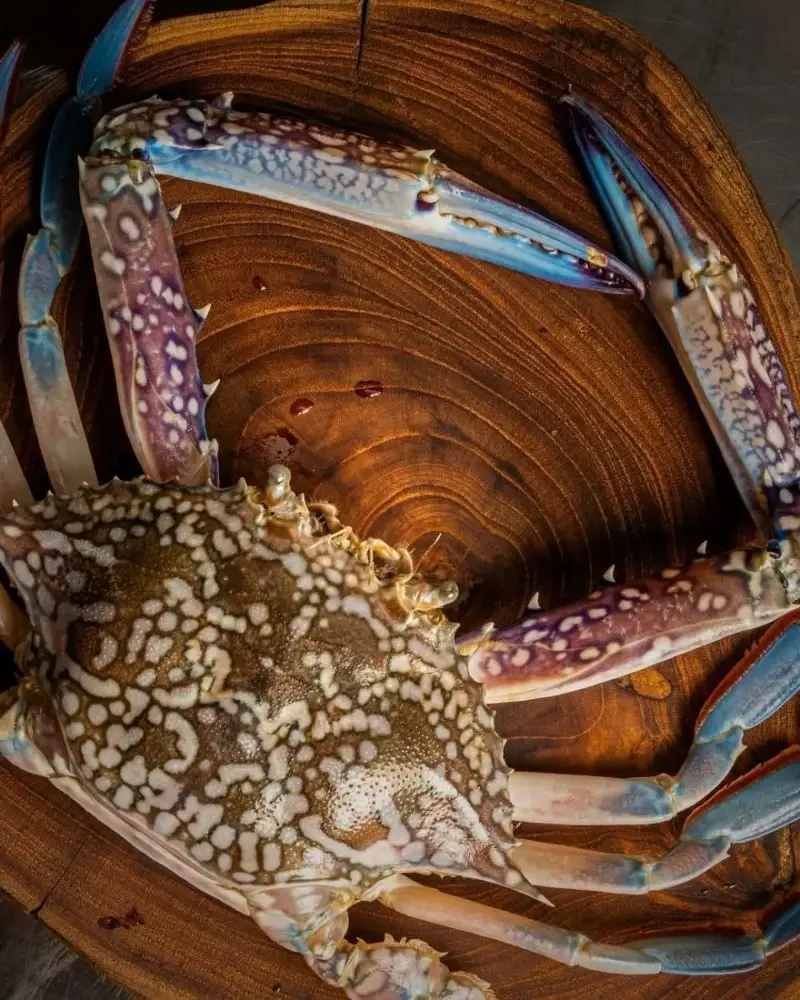 Blue swimmer crab from Krabi.