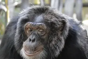 Where is Bubbles the chimpanzee now following Michael Jackson’s passing?