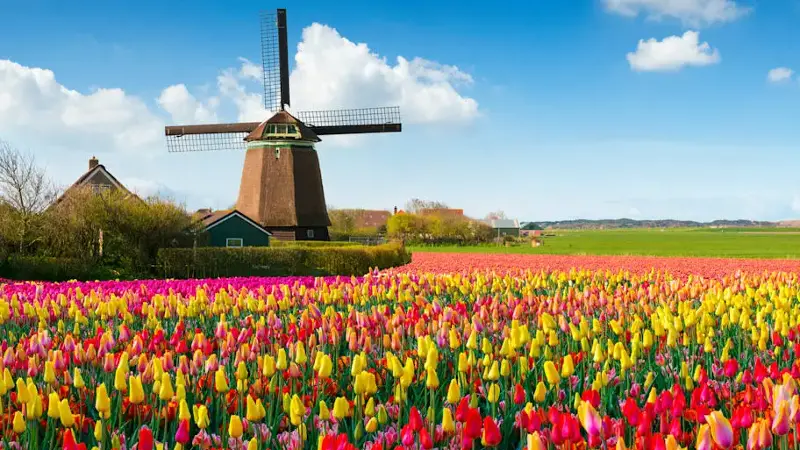 Dutch Spring Scene