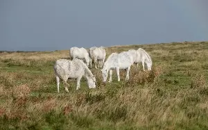 Dartmoor’s wild ponies ‘at risk from Natural England eco-rules’