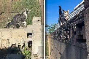 Stray cat shocks neighborhood with what's in her mouth – and that's just the beginning