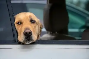 Dog ‘In His Feels’ After Listening to Gracie Abrams on Drive Melts Hearts