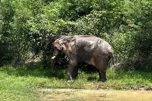 Injured elderly elephant comes under care