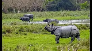 Reviving the rhino: A true conservation gain