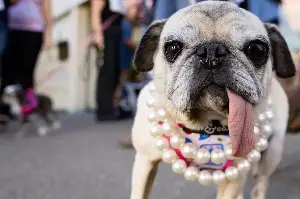 This pug was just crowned the 2026 World's Ugliest Dog