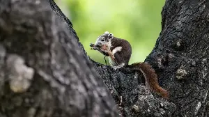 What we know so far about Finlayson’s squirrels