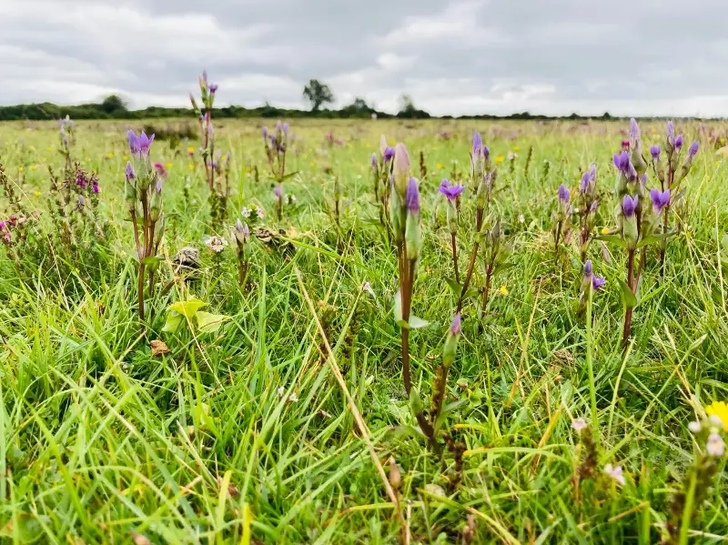 Field gentians growing in southern England (The Species Recovery Trust/PA Wire)