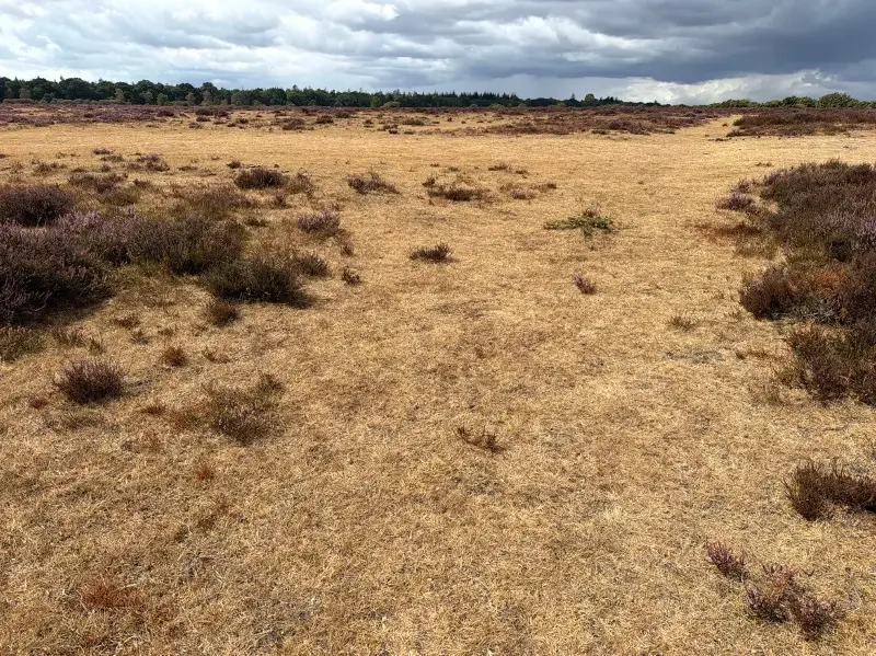 Dry and barren land in southern England following the summer's record-breaking heatwaves (The Species Recovery Trust/PA Wire)