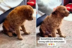 Owners Get Goldendoodle Puppy—Quickly Realize Something Is Very Wrong