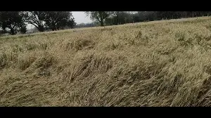 Standing Rabi crops at risk: Weather somersault leaves UP farmers high and dry