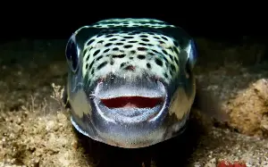 Voracious pufferfish wreak havoc on the Mediterranean