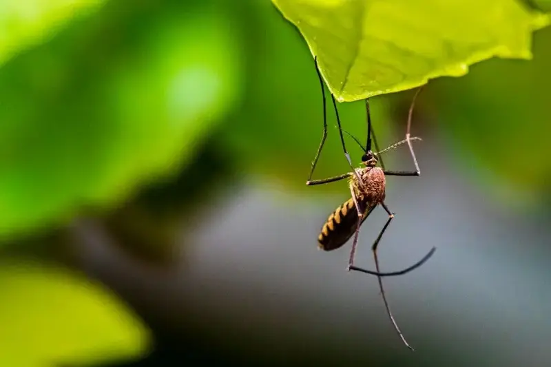 Brought in to fight against the mosquitoes, the little predator ended up threatening other native species instead.