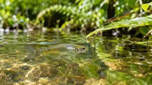 In 1905, Hawaii released a tiny fish to fight mosquitoes; it ended up threatening the native damselflies