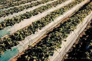 Malaysia’s food system faces vulnerability, experts say