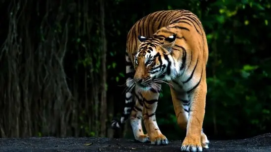 Nepal's wild tiger count has nearly tripled since 2009.