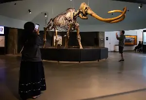 Farewell, my Smilodon: La Brea Tar Pits to close for 2 years