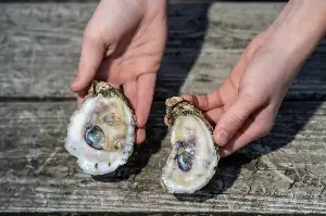 A flesh-eating bacterium is on the rise as Chesapeake Bay warms