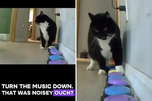 Owner Plays Music at Home—Then Their ‘Opinionated’ Cat Responds