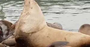 A nearly 1-ton "sea monster" unexpectedly appeared on the harbor: its size is comparable to a car.