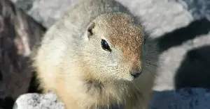 Arctic ground squirrels survive extreme cold