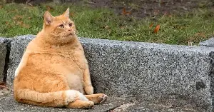 Veterinary researchers found that between 64% and 92% of cats over the age of 10 have arthritis — and because cats are built to conceal pain, most owners have no idea