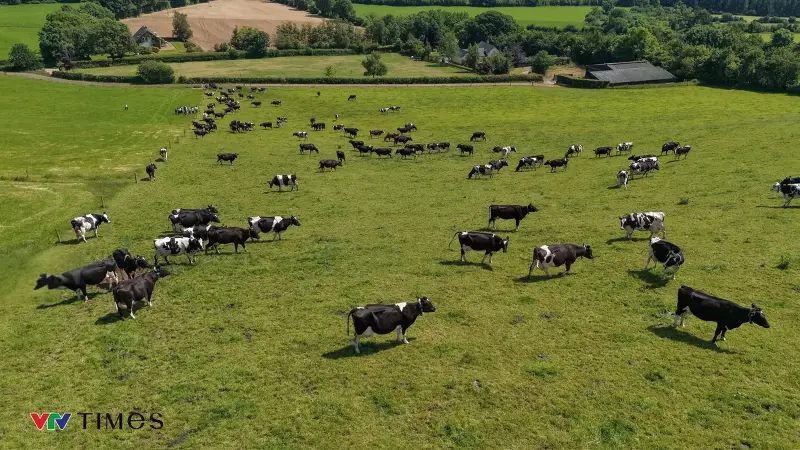 From five generations of Irish pastures to Vietnamese dinner tables: The allure of 
