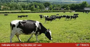 From five generations of Irish pastures to Vietnamese dinner tables: The allure of "all-natural" milk.