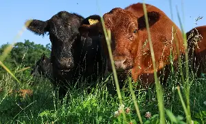 Beef prices are rising due to shortages.