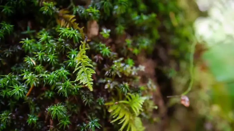 Closeup of moss in a temperate rainforest