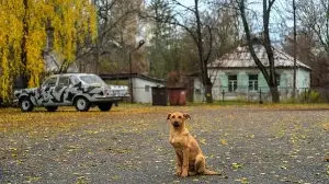 Dogs adapt in Chernobyl's exclusion zone.