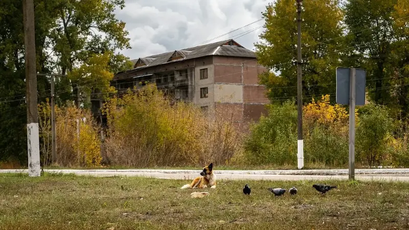 Researchers identified 15 family groups among 302 free-roaming dogs in the Chernobyl region. Although relatives were found across locations, dogs near the power plant, in Chernobyl City and in Slavutych had distinct genetic profiles. The findings describe population structure, not radiation-caused mutations or adaptations.
