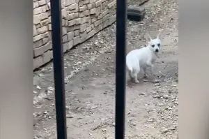 Owner Rescues Chihuahua—Can’t Believe What He Does in Home: ‘You’re Joking’