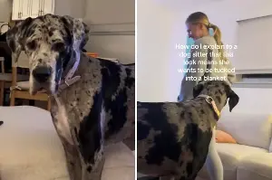 Hearts Melt at Enormous Great Dane’s Way of Requesting Bedtime Routine