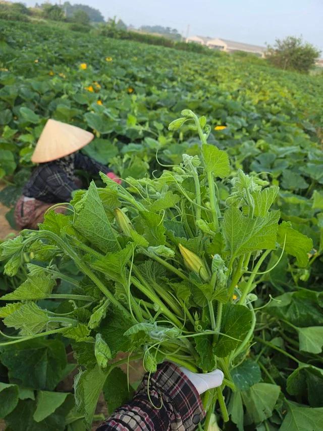 Pumpkin flowers – a summer delicacy that's easy to prepare into delicious, crispy, and sweet dishes - Photo 3.