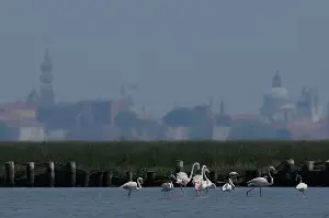 These "pink residents" awaken the Venice ecosystem.