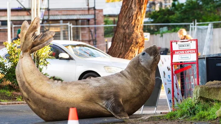 The 'most infamous seal on Earth' visits an Australian island, causing residents sleepless nights - Photo 2.