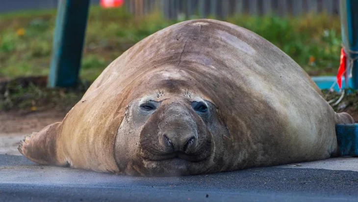 The 'most infamous seal on Earth' visits an Australian island, causing residents sleepless nights - Photo 1.