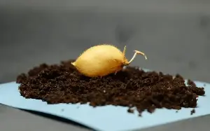 Chickpeas grow in moon soil for the first time