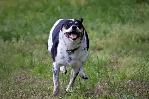 Dogs often get sudden "zoomies" at home—A vet explains when it's a red flag