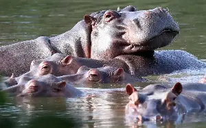 Billionaire’s son offers to save ‘Escobar’s hippos’ from execution
