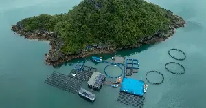 Dùng hàu lọc nước, rong hút CO2 nuôi loại cá đặc sản thu tiền tỷ