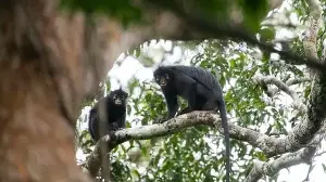 Scientists discover mysterious orange-lipped monkey species deep in Congo rainforest – all about the Likweli