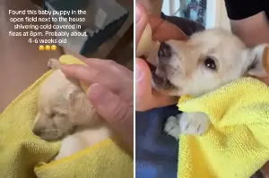 Woman Finds 4-Week-Old Puppy Alone in Field—She Knows Exactly What To Do