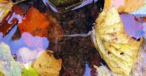 Caffeine alters shrimp behavior